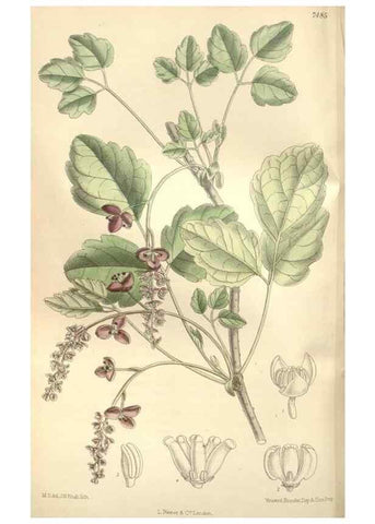 Reproducción/Reproduction 35309083471: Curtis's botanical magazine.. London ; New York [etc.] :Academic Press [etc.]