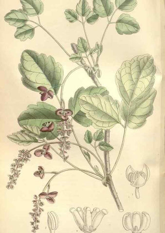 Reproducción/Reproduction 35309083471: Curtis's botanical magazine.. London ; New York [etc.] :Academic Press [etc.]