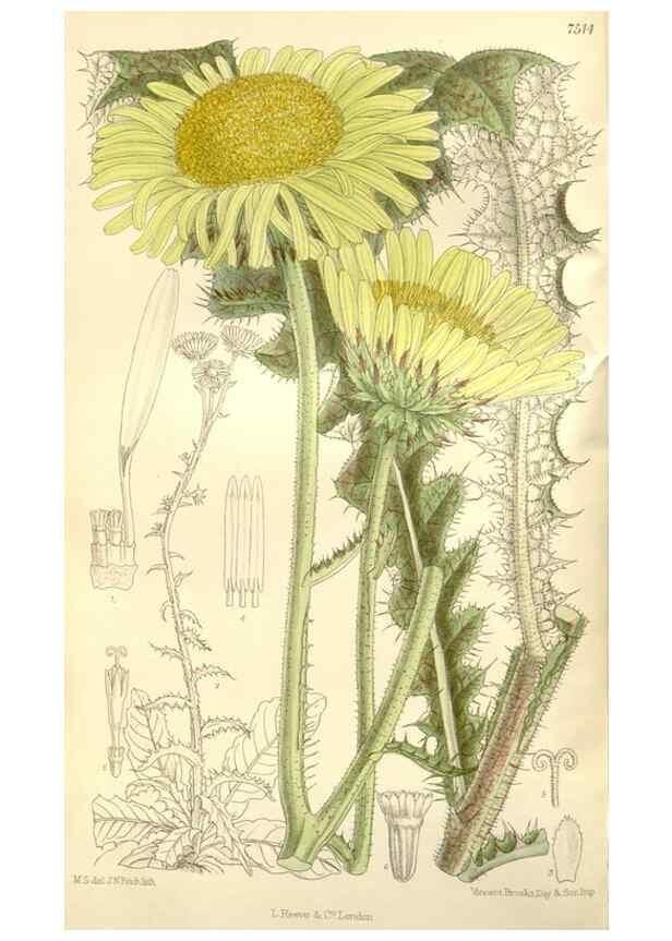 Reproducción/Reproduction 35438838805: Curtis's botanical magazine.. London ; New York [etc.] :Academic Press [etc.]