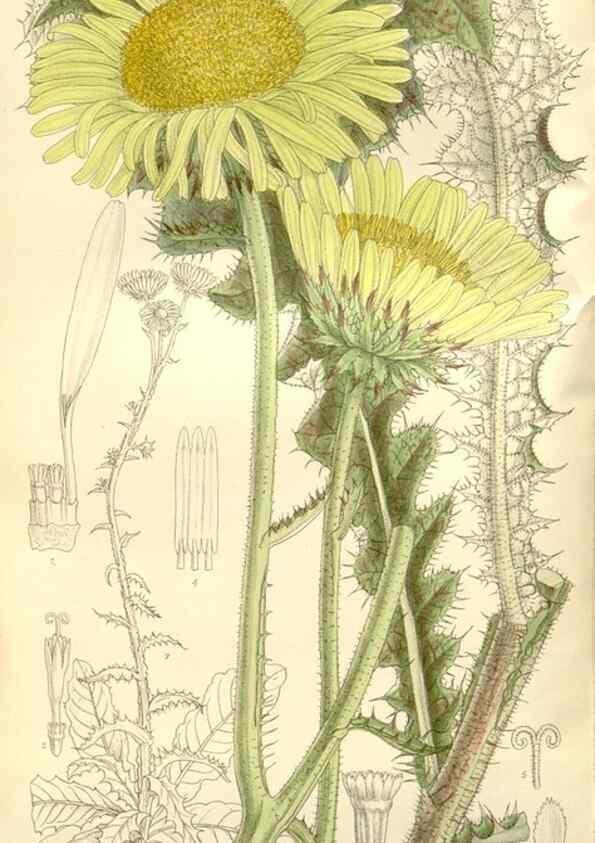 Reproducción/Reproduction 35438838805: Curtis's botanical magazine.. London ; New York [etc.] :Academic Press [etc.]