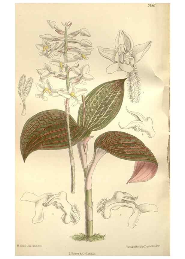 Reproducción/Reproduction 35309086921: Curtis's botanical magazine.. London ; New York [etc.] :Academic Press [etc.]