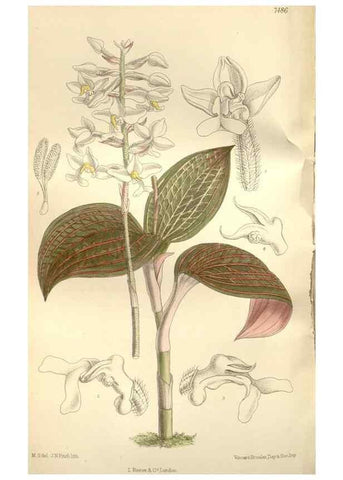 Reproducción/Reproduction 35309086921: Curtis's botanical magazine.. London ; New York [etc.] :Academic Press [etc.]