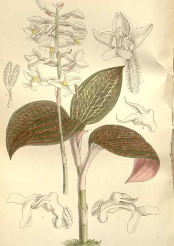 Reproducción/Reproduction 35309086921: Curtis's botanical magazine.. London ; New York [etc.] :Academic Press [etc.]