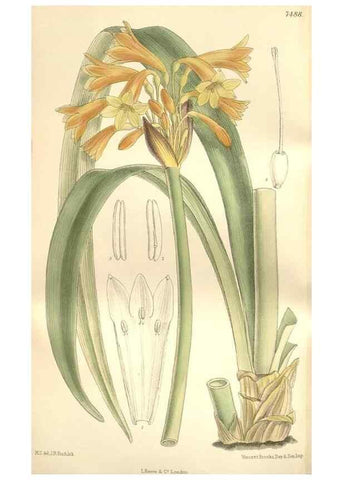 Reproducción/Reproduction 35309092241: Curtis's botanical magazine.. London ; New York [etc.] :Academic Press [etc.]