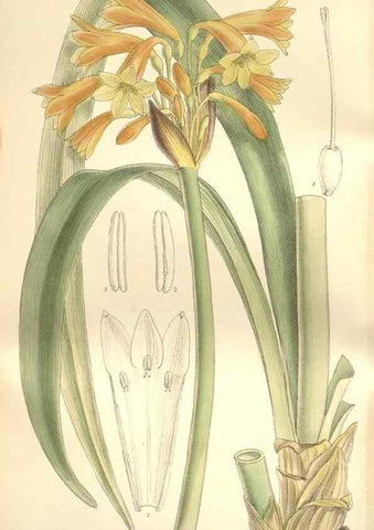 Reproducción/Reproduction 35309092241: Curtis's botanical magazine.. London ; New York [etc.] :Academic Press [etc.]