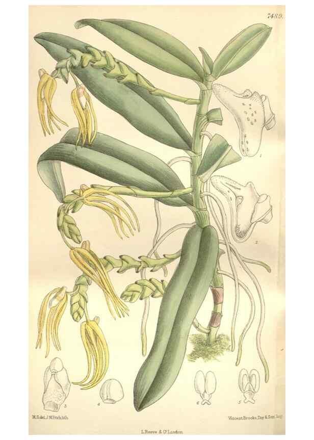 Reproducción/Reproduction 35309094421: Curtis's botanical magazine.. London ; New York [etc.] :Academic Press [etc.]