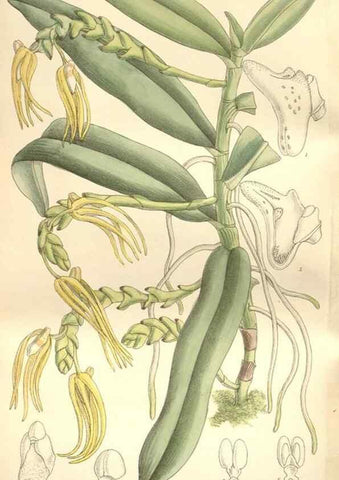 Reproducción/Reproduction 35309094421: Curtis's botanical magazine.. London ; New York [etc.] :Academic Press [etc.]