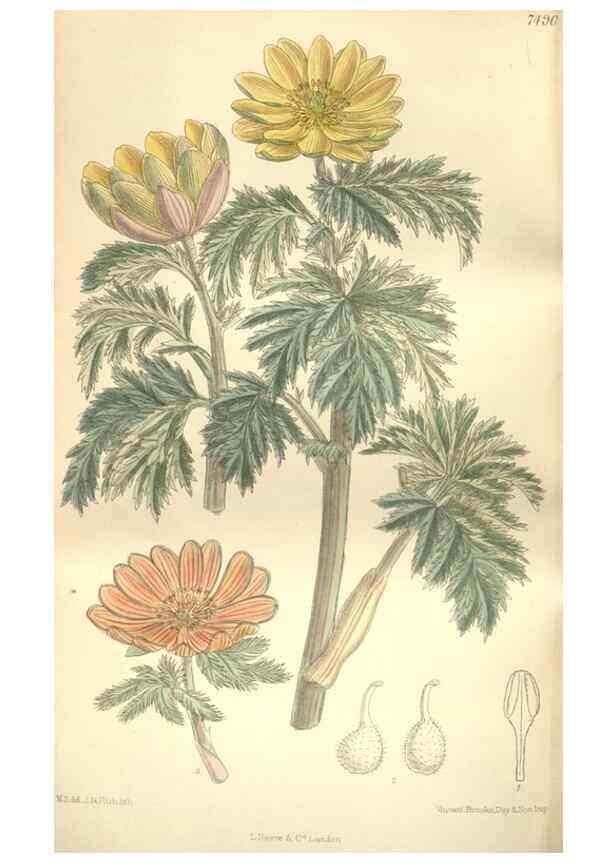 Reproducción/Reproduction 34628954323: Curtis's botanical magazine.. London ; New York [etc.] :Academic Press [etc.]