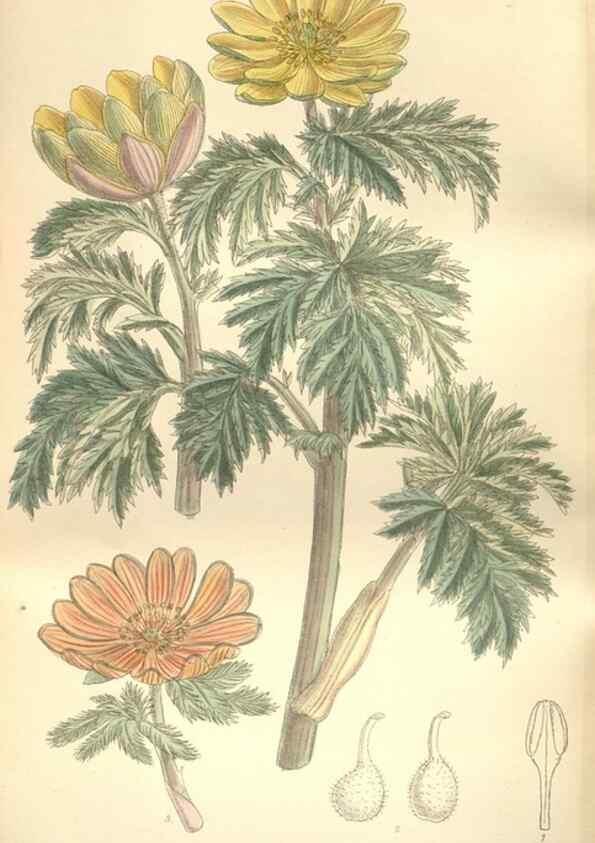 Reproducción/Reproduction 34628954323: Curtis's botanical magazine.. London ; New York [etc.] :Academic Press [etc.]