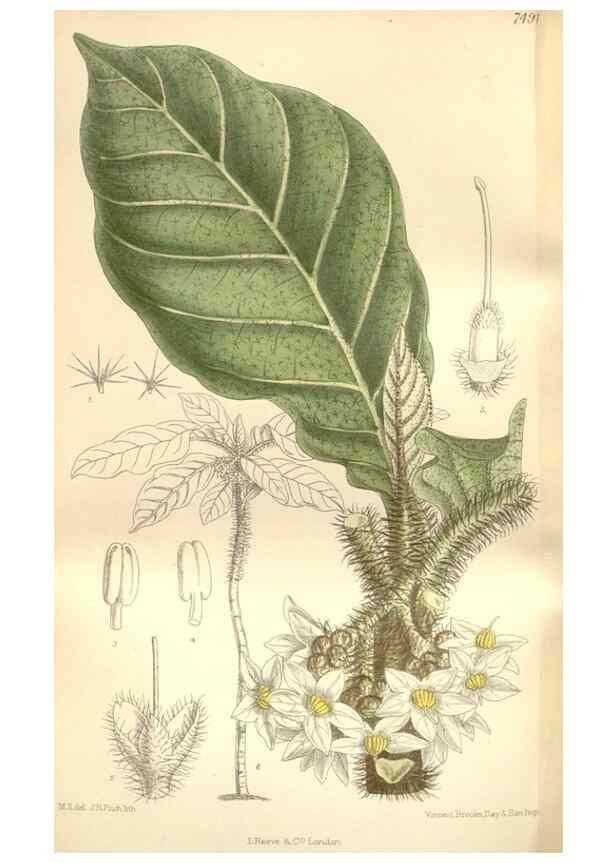 Reproducción/Reproduction 34628955883: Curtis's botanical magazine.. London ; New York [etc.] :Academic Press [etc.]