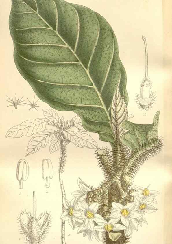 Reproducción/Reproduction 34628955883: Curtis's botanical magazine.. London ; New York [etc.] :Academic Press [etc.]