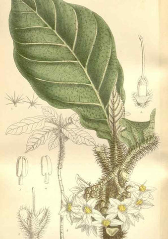 Reproducción/Reproduction 34628955883: Curtis's botanical magazine.. London ; New York [etc.] :Academic Press [etc.]