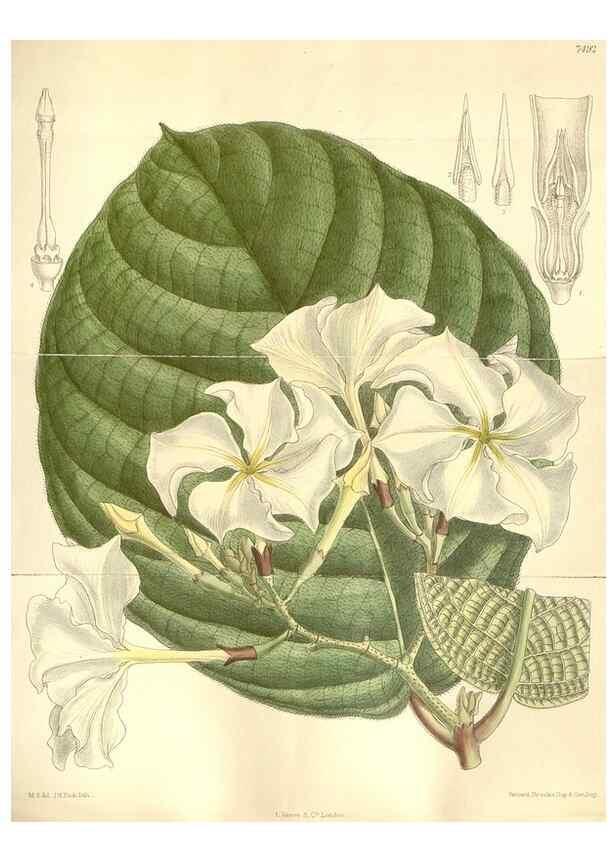 Reproducción/Reproduction 34628957683: Curtis's botanical magazine.. London ; New York [etc.] :Academic Press [etc.]