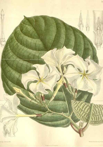 Reproducción/Reproduction 34628957683: Curtis's botanical magazine.. London ; New York [etc.] :Academic Press [etc.]