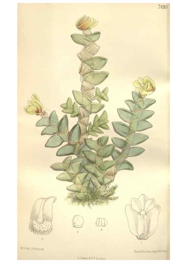 Reproducción/Reproduction 35438766135: Curtis's botanical magazine.. London ; New York [etc.] :Academic Press [etc.]
