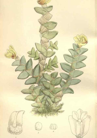 Reproducción/Reproduction 35438766135: Curtis's botanical magazine.. London ; New York [etc.] :Academic Press [etc.]