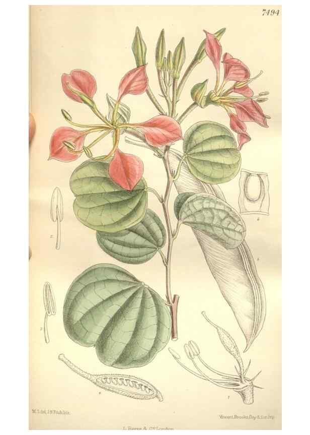 Reproducción/Reproduction 34628961723: Curtis's botanical magazine.. London ; New York [etc.] :Academic Press [etc.]