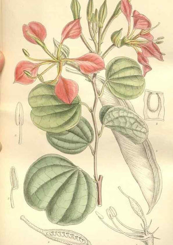 Reproducción/Reproduction 34628961723: Curtis's botanical magazine.. London ; New York [etc.] :Academic Press [etc.]