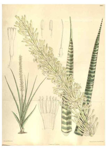 Reproducción/Reproduction 35309089301: Curtis's botanical magazine.. London ; New York [etc.] :Academic Press [etc.]