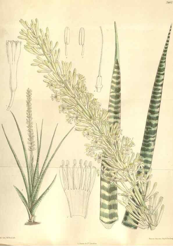 Reproducción/Reproduction 35309089301: Curtis's botanical magazine.. London ; New York [etc.] :Academic Press [etc.]