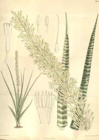 Reproducción/Reproduction 35309089301: Curtis's botanical magazine.. London ; New York [etc.] :Academic Press [etc.]