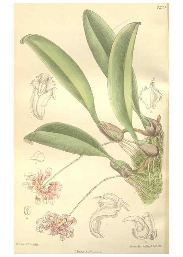 Reproducción/Reproduction 35399227836: Curtis's botanical magazine.. London ; New York [etc.] :Academic Press [etc.]