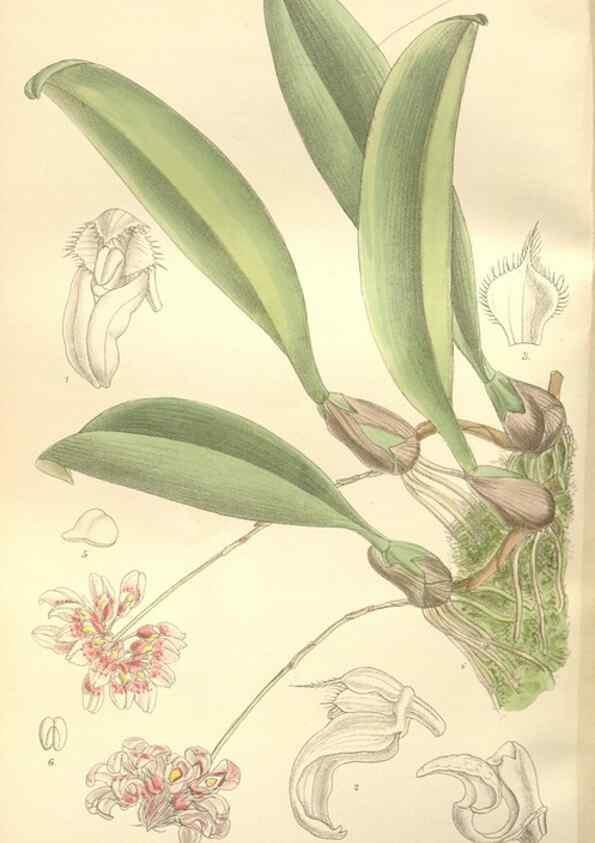 Reproducción/Reproduction 35399227836: Curtis's botanical magazine.. London ; New York [etc.] :Academic Press [etc.]