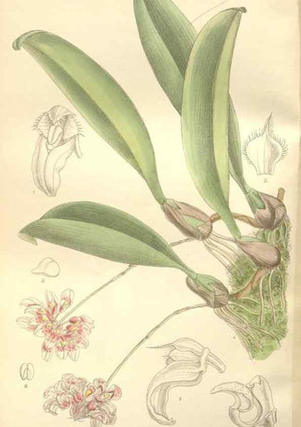 Reproducción/Reproduction 35399227836: Curtis's botanical magazine.. London ; New York [etc.] :Academic Press [etc.]