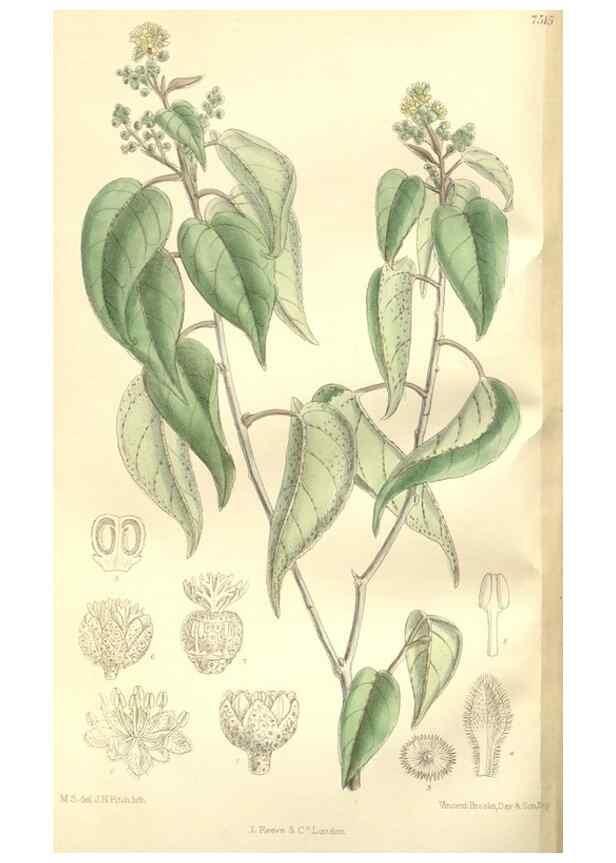 Reproducción/Reproduction 35438840765: Curtis's botanical magazine.. London ; New York [etc.] :Academic Press [etc.]