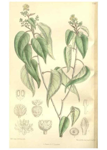 Reproducción/Reproduction 35438840765: Curtis's botanical magazine.. London ; New York [etc.] :Academic Press [etc.]