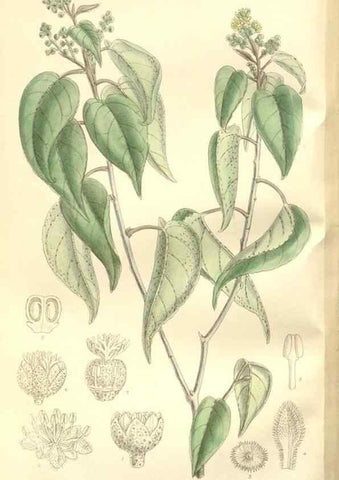 Reproducción/Reproduction 35438840765: Curtis's botanical magazine.. London ; New York [etc.] :Academic Press [etc.]