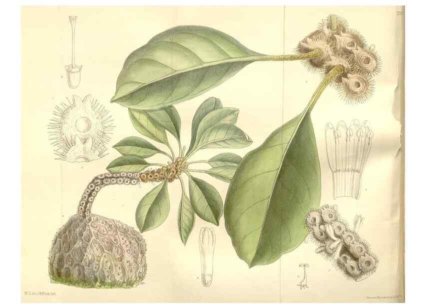 Reproducción/Reproduction 35438844455: Curtis's botanical magazine.. London ; New York [etc.] :Academic Press [etc.]
