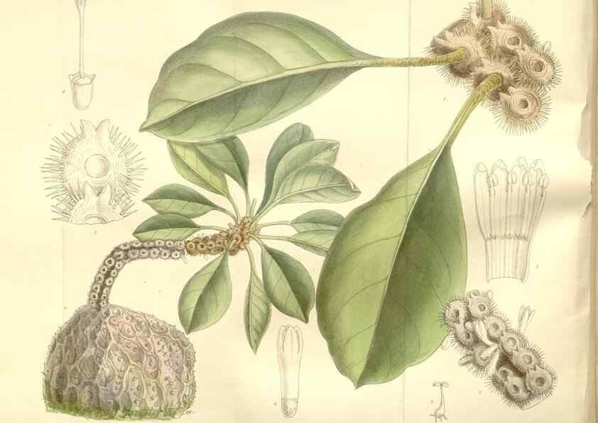 Reproducción/Reproduction 35438844455: Curtis's botanical magazine.. London ; New York [etc.] :Academic Press [etc.]