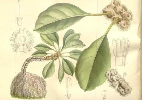Reproducción/Reproduction 35438844455: Curtis's botanical magazine.. London ; New York [etc.] :Academic Press [etc.]