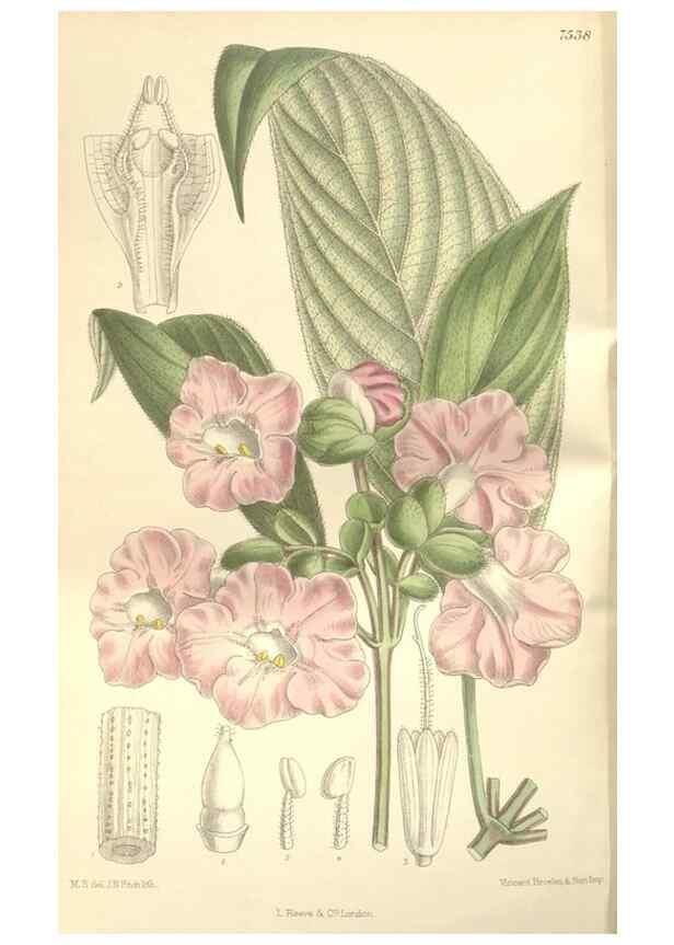 Reproducción/Reproduction 35309228721: Curtis's botanical magazine.. London ; New York [etc.] :Academic Press [etc.]