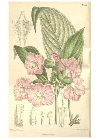 Reproducción/Reproduction 35309228721: Curtis's botanical magazine.. London ; New York [etc.] :Academic Press [etc.]