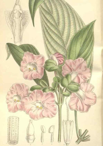 Reproducción/Reproduction 35309228721: Curtis's botanical magazine.. London ; New York [etc.] :Academic Press [etc.]