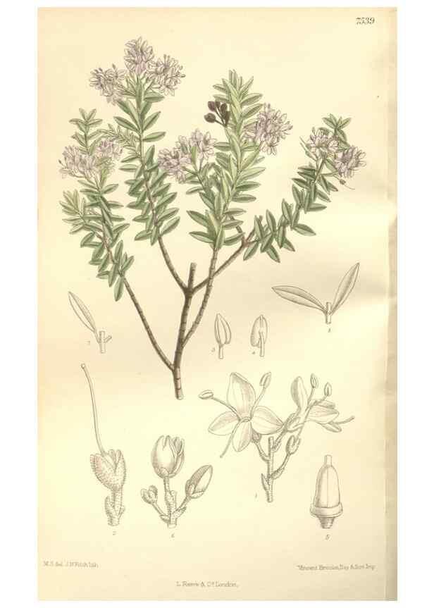 Reproducción/Reproduction 35309230701: Curtis's botanical magazine.. London ; New York [etc.] :Academic Press [etc.]