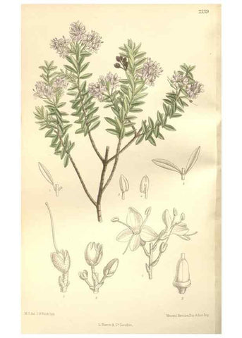 Reproducción/Reproduction 35309230701: Curtis's botanical magazine.. London ; New York [etc.] :Academic Press [etc.]