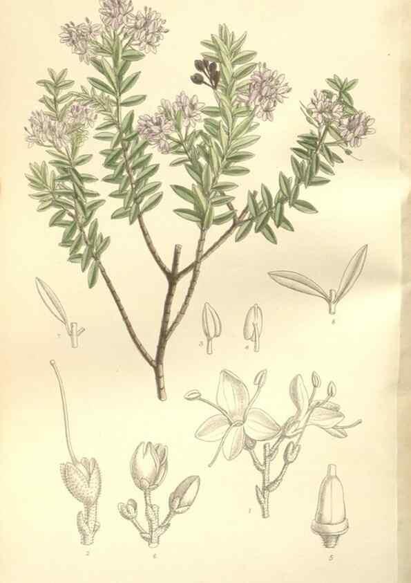 Reproducción/Reproduction 35309230701: Curtis's botanical magazine.. London ; New York [etc.] :Academic Press [etc.]