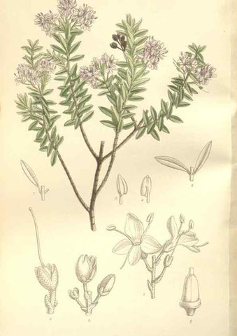 Reproducción/Reproduction 35309230701: Curtis's botanical magazine.. London ; New York [etc.] :Academic Press [etc.]