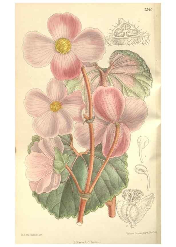 Reproducción/Reproduction 35309232731: Curtis's botanical magazine.. London ; New York [etc.] :Academic Press [etc.]
