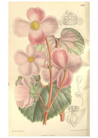 Reproducción/Reproduction 35309232731: Curtis's botanical magazine.. London ; New York [etc.] :Academic Press [etc.]