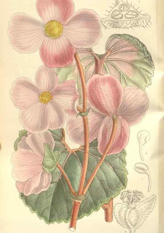 Reproducción/Reproduction 35309232731: Curtis's botanical magazine.. London ; New York [etc.] :Academic Press [etc.]