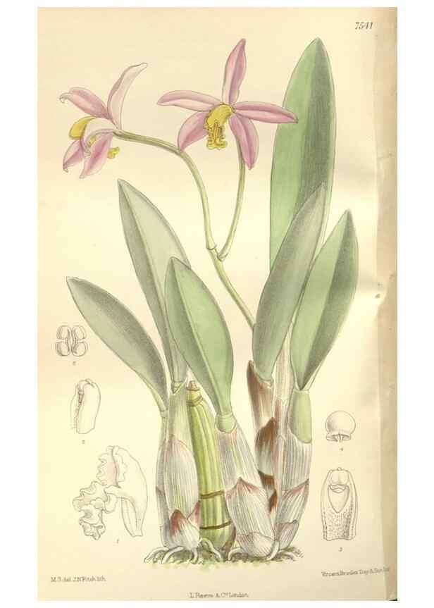 Reproducción/Reproduction 35309234621: Curtis's botanical magazine.. London ; New York [etc.] :Academic Press [etc.]