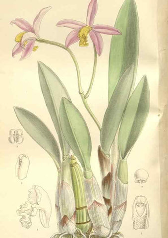 Reproducción/Reproduction 35309234621: Curtis's botanical magazine.. London ; New York [etc.] :Academic Press [etc.]