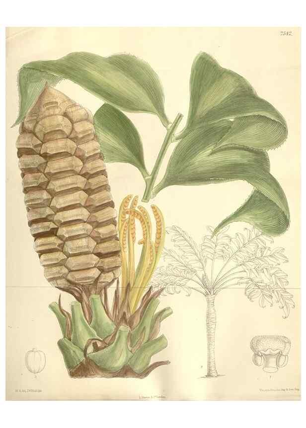 Reproducción/Reproduction 35309236021: Curtis's botanical magazine.. London ; New York [etc.] :Academic Press [etc.]
