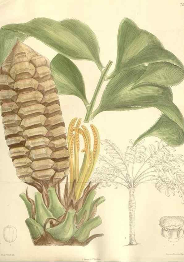 Reproducción/Reproduction 35309236021: Curtis's botanical magazine.. London ; New York [etc.] :Academic Press [etc.]