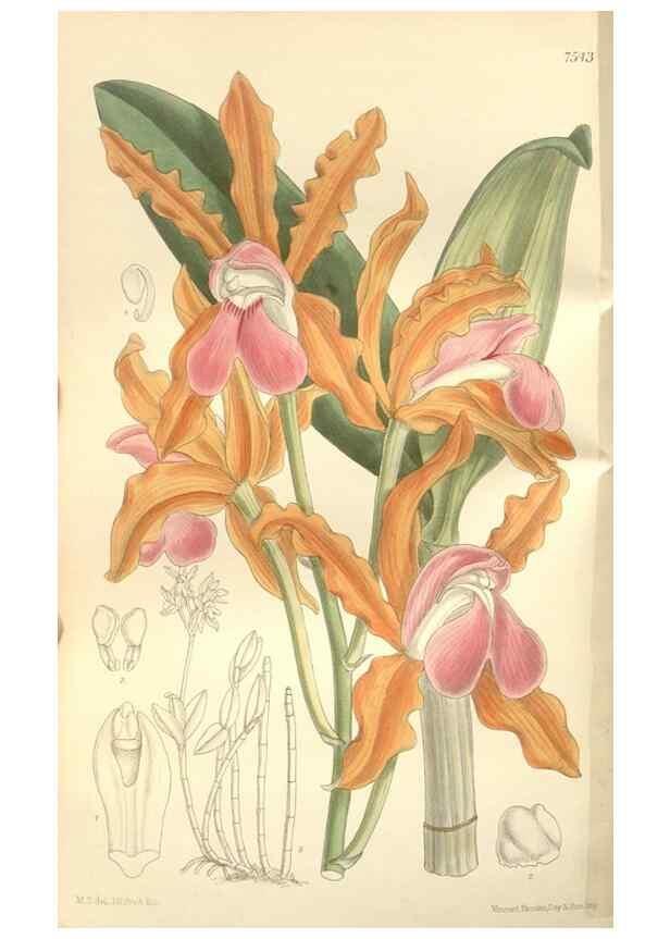 Reproducción/Reproduction 34597152934: Curtis's botanical magazine.. London ; New York [etc.] :Academic Press [etc.]