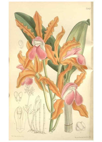 Reproducción/Reproduction 34597152934: Curtis's botanical magazine.. London ; New York [etc.] :Academic Press [etc.]